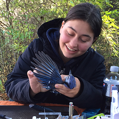 Emily collecting blood from a Blue Jay (Cyanocitta cristata) at the Rushton Woods Preserve bird banding station.
